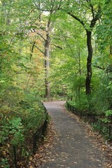 Trail Leading into the Woods