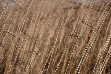 Dry grass background. Set sail champagne color in nature.