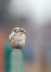 vertical portrait of a small bird sparrow sitting on a fence in a village in a sunny garden