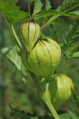 green and yellow tomatillo 