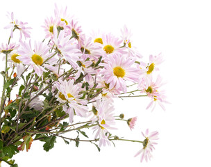 Fototapeta premium Bouquet of large daisies.