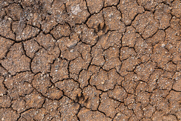 Dried up soil, torn up soil, due to drought, climate change, global warming, dog tracks