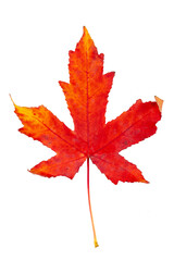 Autumn painting, Autumn maple leaves, Solitary leaf on white background, different colors. Yellow, red, burgundy, green, orange, Tree with wide, in most species, figured leaves.
