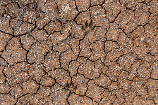 Dried mud by hot sun due to global warming and climate change