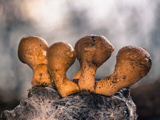 Nahaufnahme von einer Gruppe mit Wassertropfen benetzten Birnen-Stäublingen (Lycoperdon pyriforme)...