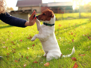 Pies podający łapę. Dog giving a paw. Jack Russell Terrier