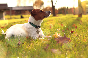 Jack Russel Terrier. Pies leżący na trawie obok liści. Dog lying on the grass next to the leaves. © jarizPJ