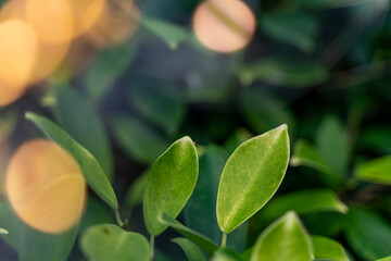 Fresh green leaves close up with sunny bokeh, beautiful natural background and texture