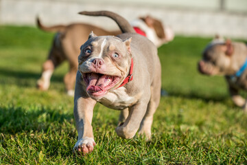 A pocket Lilac color male American Bully puppy dog is moving.