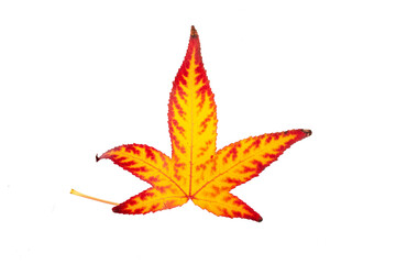 autumn leaves on a white background