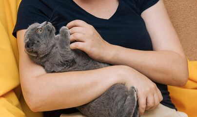 Gray cat lies in female hands. Close-up. Selective focus. Communication between owner and pet. Image for veterinary clinics, sites about animals.