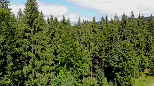 mountains carpathians in summer
