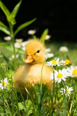 duck in a grass