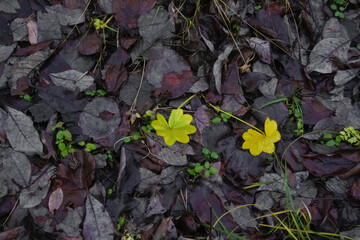 Yellow patterned leaves on a background of purple leaves.
