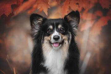 Cute tricolor welsh corgi pembroke fluffy dog among bright autumn leaves. Close-up portrait. The mouth is open. Looking into the camera. 