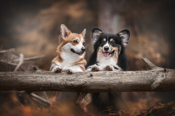 Two cute welsh corgi pembroke dogs standing with their front paws on a fallen tree against the backdrop of a bright autumn landscape. The mouth is open. Family portrait