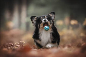 Cute tricolor welsh corgi pembroke fluffy dog playing with a blue ball against the backdrop of a bright autumn landscape. The mouth is open. Crazy dog