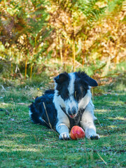 border collie en naturaleza