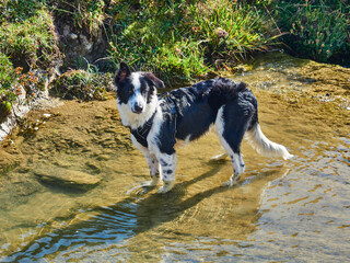 border collie en naturaleza