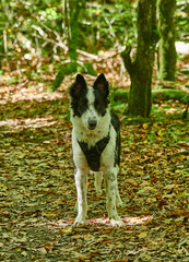 border collie en naturaleza