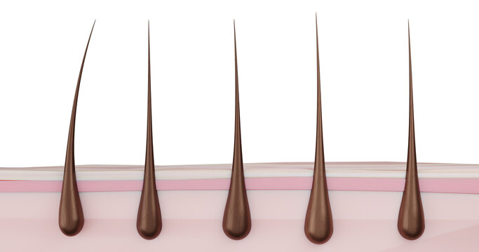 3d render illustration of healthy hair with root, hair follicle at the macro level with layers of skin