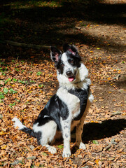 Border collie en naturaleza