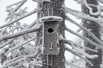 A birdhouse during winter, a tree house in ice crystals in a pine forest, a beautiful cold winter