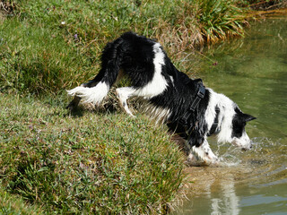 Border collie en naturaleza