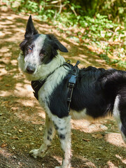 Border collie en naturaleza