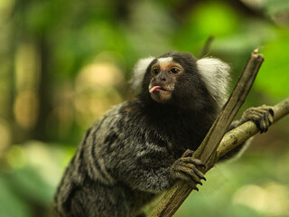 funny capuchin monkey sticking out his tongue