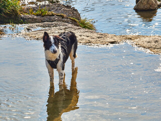 Border collie en naturaleza