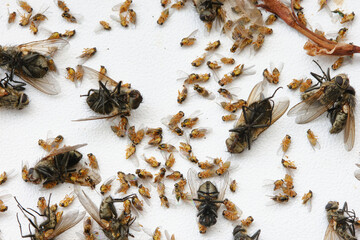 Dead flies on a white windowsill. Focus on big flies
