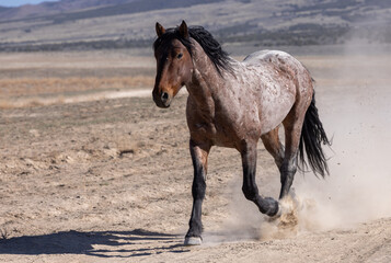 Obraz na płótnie Canvas Wild Horse in the Utah Desert