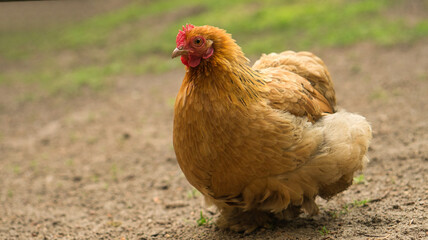 Hen on a farm looking for food