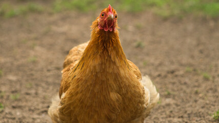 Hen on a farm looking for food