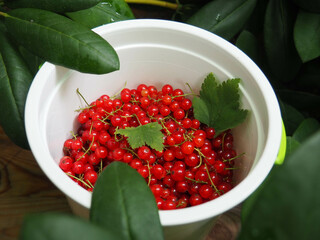 The Red Currant in the Summer Garden