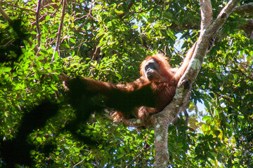 A grown-up orang utan drying in the sunshine after some rainfall in the jungle of Sumatra