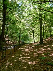 Orbaizeta en la selva de Irati