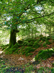 Orbaizeta en la selva de Irati