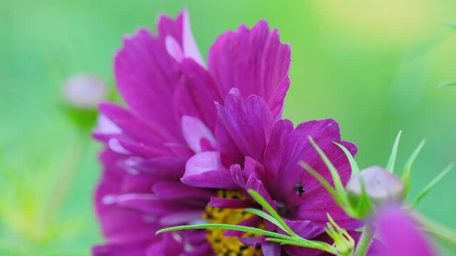 Beautiful pink flower Cosmeya