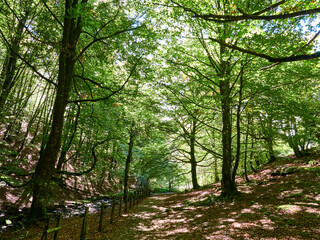 Selva de Irati Otsagabia