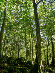 Fototapeta premium Selva de Irati Otsagabia