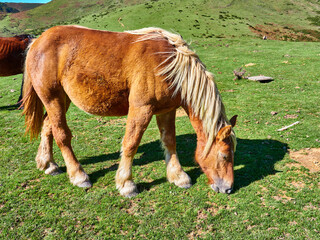 Caballos en naturaleza