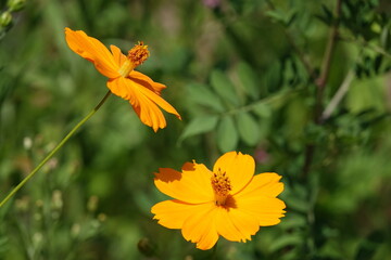 太陽の光を浴びるキバナコスモス