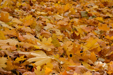Maple golden leaves background in the morning. 