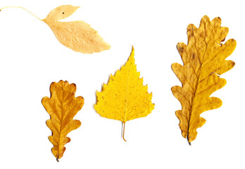 Obraz premium Autumn leaves set