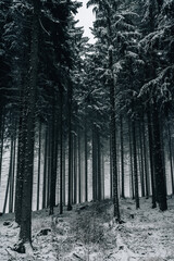 Forest - Winter