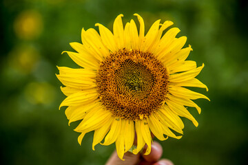 Bright, yellow sunflowers bloomed in the field on a sunny summer day. 