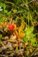 Wild strawberry in forest