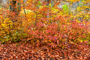Beech forest with undergrowth in autumn